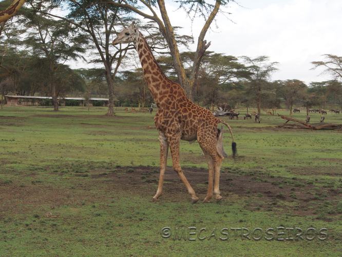 Naivasha, Rift Valley Province, Kenya