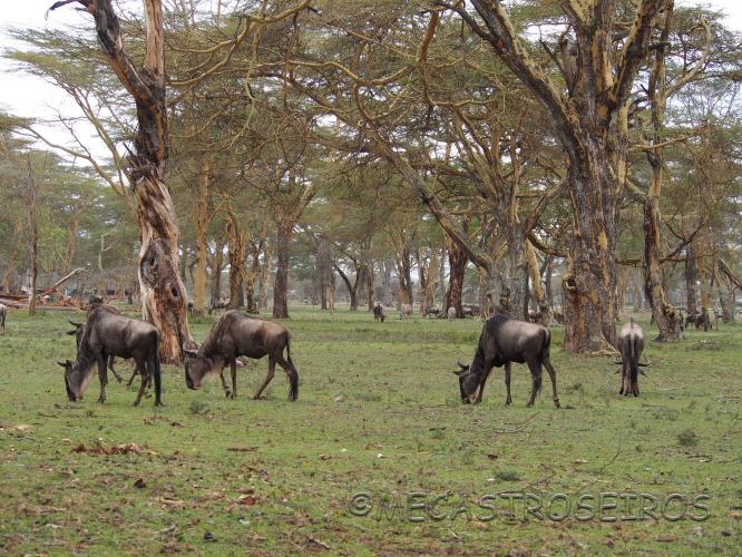 Naivasha, Rift Valley Province, Kenya